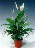 Spathiphyllum Sensation.jpg