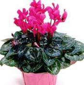 cyclamen_pink.jpg