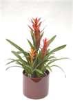 Bromeliad.jpg