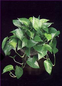 Jade Pothos.jpg