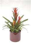 Bromeliad.jpg