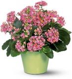 Pink Kalanchoe.jpg