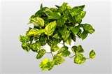 Golden Pothos.jpg