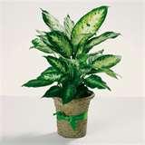 dieffenbachia.jpg