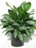 Silver Bay Aglaonema.jpg