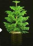 Norfolk Island Pine.jpg