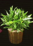 Emerald Beauty Aglaonema.gif