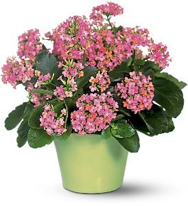 Pink Kalanchoe.jpg