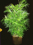 Bamboo Palm.gif