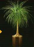 Ponytail Palm.jpg