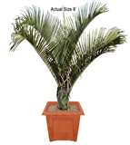 Triangle Palm.jpg