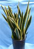 Snake Plant - Sanseveria.jpg