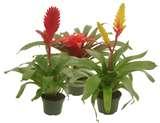 Bromeliads.jpg