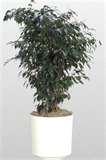 Ficus Midnight.jpg