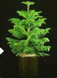 Norfolk Island Pine.jpg