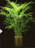 Kentia Palm.gif